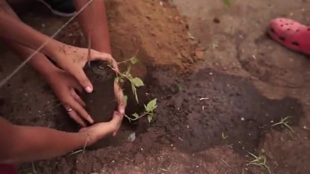 Люди Саджають Дерева Леон Нікарагуа Концепція Спільної Роботи Латинській Америці — стокове відео
