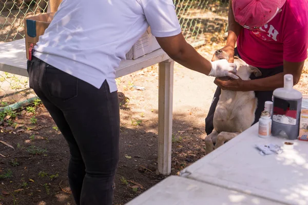 Latina Veterinarian Giving Oral Vaccine Stray Dog Managua Nicaragua — Stock fotografie