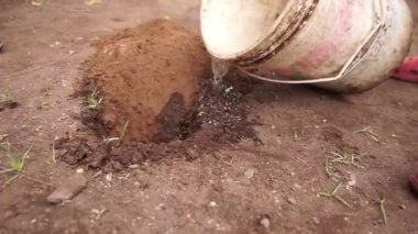 Yere plastik bir kova serpiştiriyorum. Latinler Leon Nikaragua 'ya ağaç dikiyor.