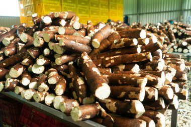 Yiyecek işleme tesisinde yıkanmak üzere olan bir yığın manyok.