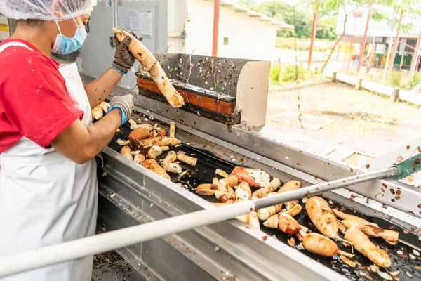 Latin Amerika 'da bir gıda işleme tesisinde cassava işleyen tanınmamış kadın işçiler.