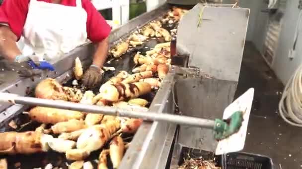 Trabajadora Irreconocible Procesando Yuca Una Planta Procesamiento Alimentos América Latina — Vídeos de Stock