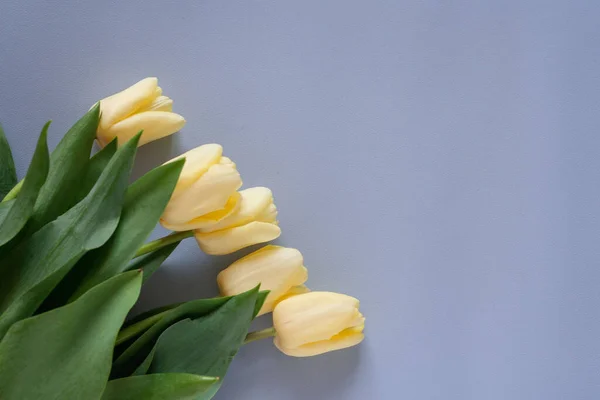 yellow tulips on a blue background for congratulations lanterns or postcards