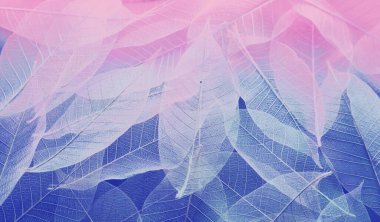 delicate colored abstract background of skeletonized leaves