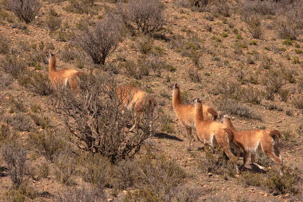 Guanacos Dans Montagne Désert — Photo