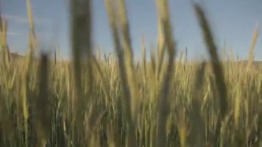 Öğleden sonra çim buğdayına doğru yürürken