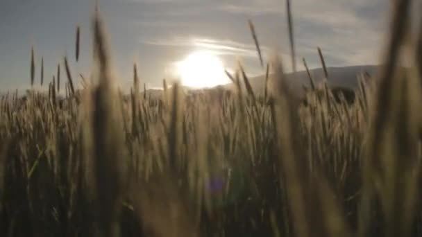 Κοιτάζοντας Μέσα Από Γρασίδι Στο Ηλιοβασίλεμα — Αρχείο Βίντεο