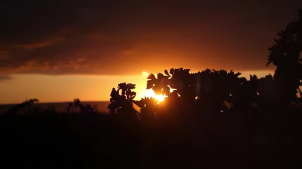 Nature Sunset View Backlighting Vineyard Summer — Stock Video