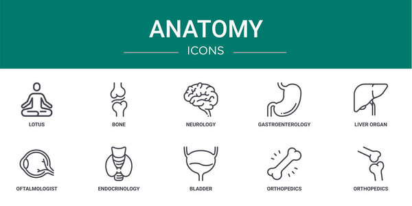 set of 10 outline web anatomy icons such as lotus, bone, neurology, gastroenterology, liver organ, oftalmologist, endocrinology vector icons for report, presentation, diagram, web design, mobile app