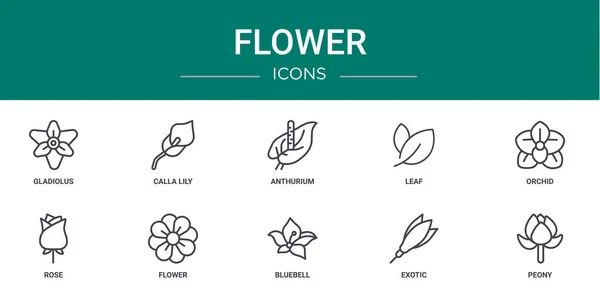 Set Outline Web Flower Icons Gladiolus Calla Lily Anthurium Leaf — Stock Vector