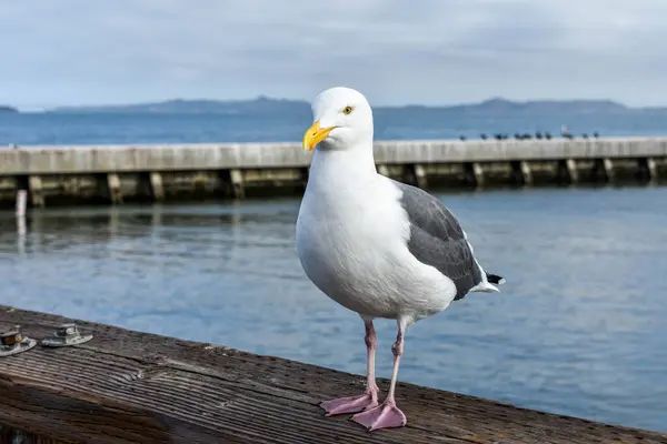 San Francisco 'da denizin kenarındaki korkuluktaki meraklı bir martı.