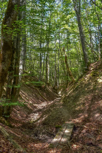 Dağların arasında orman yolu