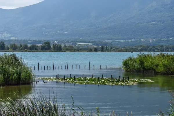 Su bitkileriyle dolu bir göl ve arka planda bir dağ