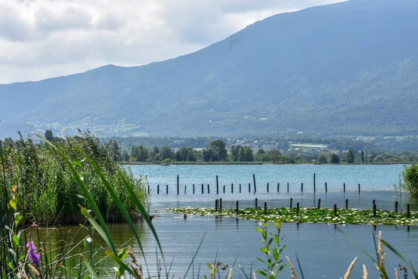 Su bitkileriyle dolu bir göl ve arka planda bir dağ