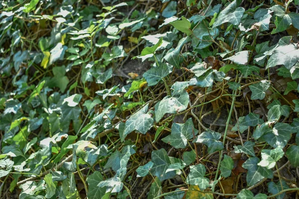 Yeşil sarmaşık yapraklarıyla kaplı kayalar.