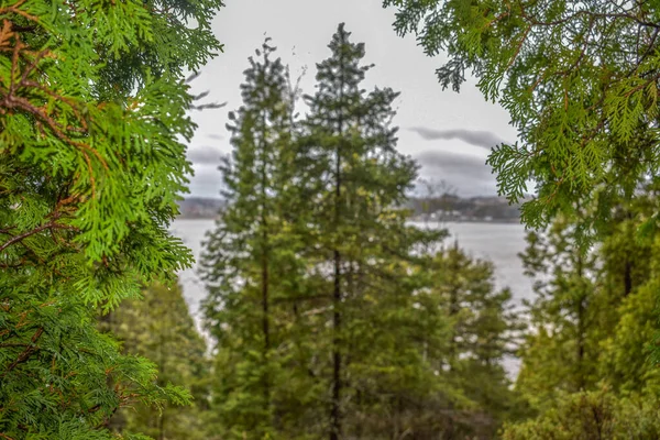 Branch Conifers Framing Whole Trees River Backgound — Stock Photo, Image