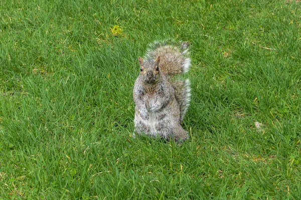Kanada 'da çimlerin üzerinde bir Amerikan gri sincabına yaklaş.
