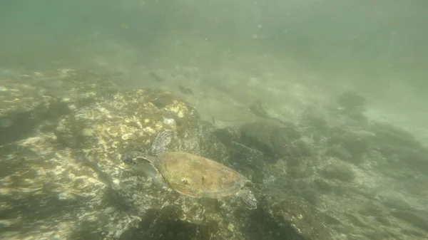 Schöne Unterwasserwelt, Schildkröte schwimmt in der Nähe des Riffs, Fujairah Riff — Stockfoto
