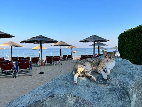 Мирный кот лежит на скале на пляже. Фотографии заката солнца на пляже, невероятные животные в UAE — стоковое фото
