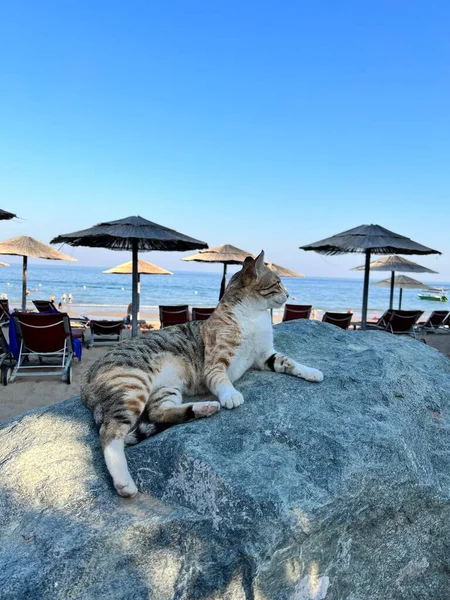 Pokojowy kot leżący na Skale na plaży. słoneczny zachód słońca - zdjęcia, niesamowite zwierzęta w ZEA — Zdjęcie stockowe