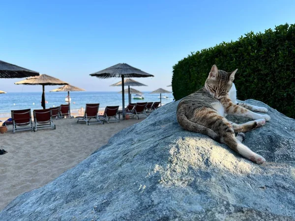 Мирный кот лежит на скале на пляже. Фотографии заката солнца на пляже, невероятные животные в UAE — стоковое фото