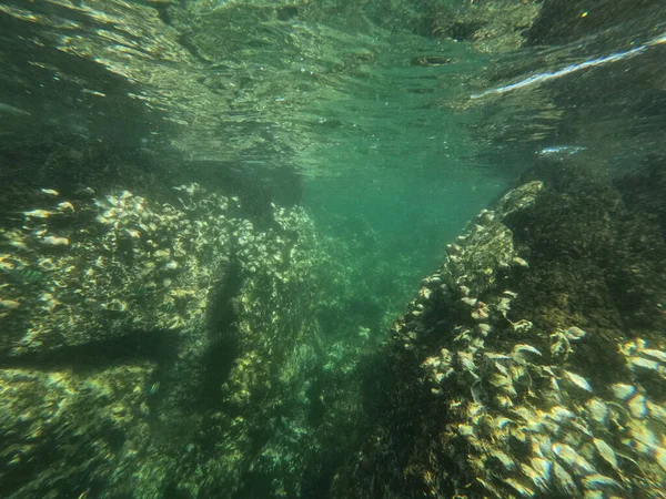 Increíble hendidura de arrecife bajo el agua, grandes rocas salpicadas de conchas marinas, arrecife de fujairah — Foto de Stock