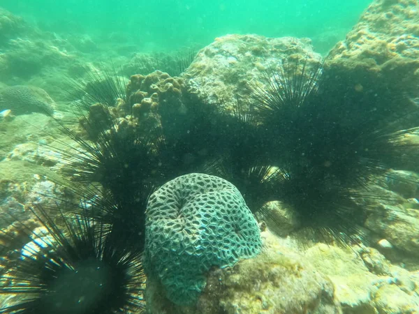Schöne Unterwasserwelt, erstaunliche Kreaturen am Fujairah Riff, VAE — Stockfoto