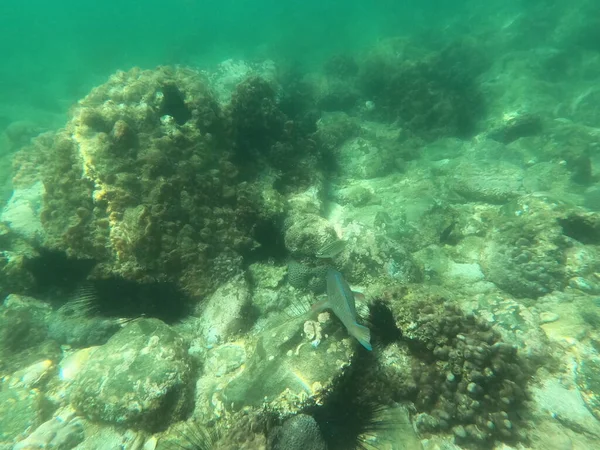 Bellissimo mondo sottomarino, creature incredibili sulla barriera corallina fujairah, Emirati Arabi Uniti — Foto Stock