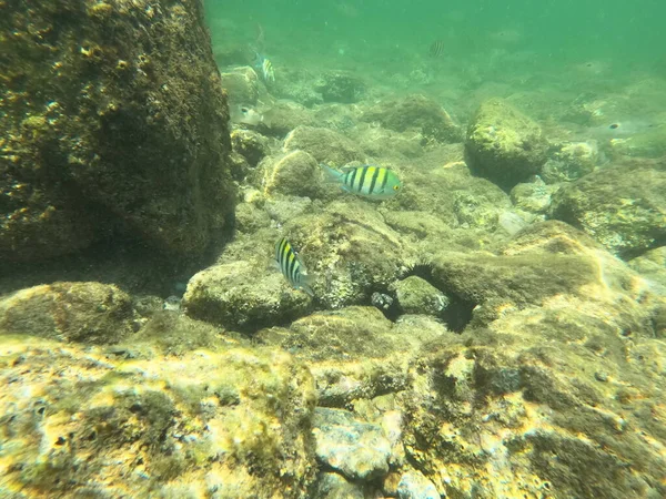 Schöne Unterwasserwelt, erstaunliche Kreaturen am Fujairah Riff, VAE — Stockfoto