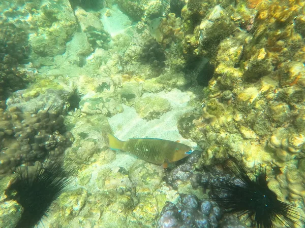 Schöne Unterwasserwelt, erstaunliche Kreaturen am Fujairah Riff, VAE — Stockfoto