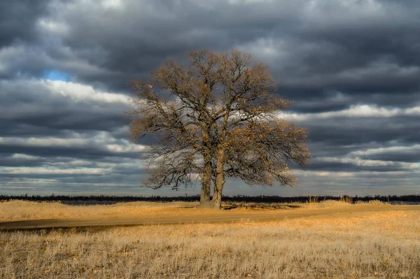 Uma Árvore Solitária Sozinha Frente Das Nuvens Iluminada Pelo Sol — Fotografia de Stock