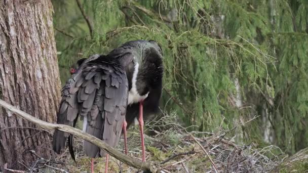 Två Svarta Storkar Ciconia Nigra Våren Häckande Sorterar Och Rengör — Stockvideo