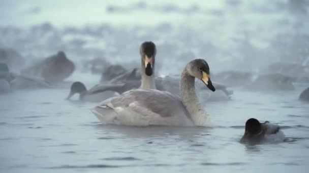 Whooper Hattyúk Cygnus Cygnus Tőkések Anas Platyrhynchos Egy Hideg Téli — Stock videók