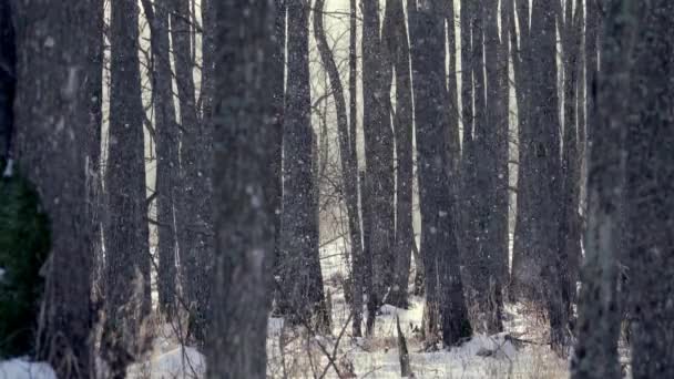Zlatý Sníh Padá Chladného Zimního Rána Slunce Svítí Mezi Stromy — Stock video