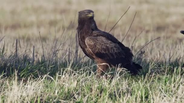 小斑点鹰 Aquila Pomarina 春天的早晨坐在地上吃死了的鸟 为食物而战有乌鸦和角喙 — 图库视频影像