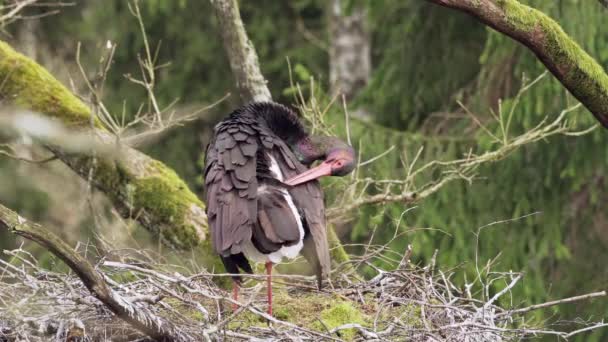 Lonely Black Stork Ciconia Nigra Spring Nesting Sorts Cleans Feathers — Stock Video