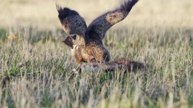İlkbaharda daha az benekli kartal (Aquila pomarina) yerde. Ölü hayvan yiyin (porsuk, meles). Kuş kanatları sallanıyor, etrafa bakıyor ve kaçıyor..