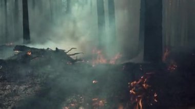 Avrupa 'da yanan can sıkıntısı, çam ormanı.