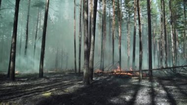 Avrupa 'da yanan can sıkıntısı, çam ormanı.