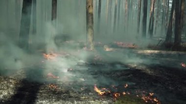 Avrupa 'da yanan can sıkıntısı, çam ormanı.