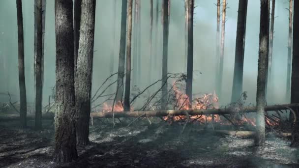 Égő boreális, fenyőerdő Európában. — Stock videók