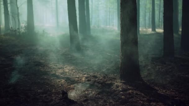Спалення реальних соснових лісів в Європі.. — стокове відео