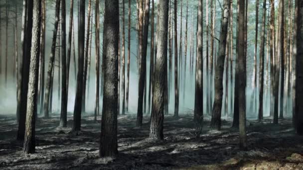 Hořící boreální borový les v Evropě. — Stock video