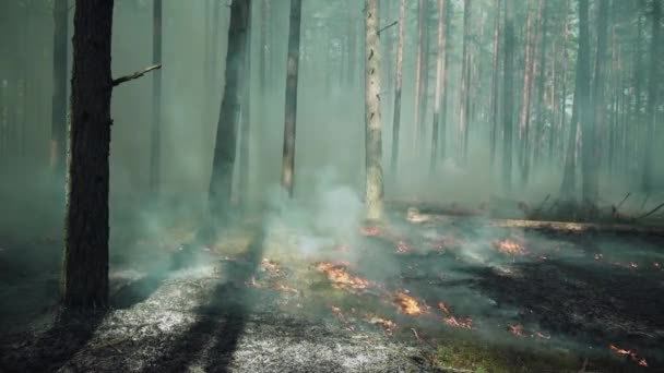 Burning boreal, pine forest in Europe. — Stock Video