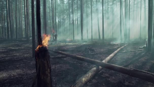 Hořící boreální borový les v Evropě. — Stock video