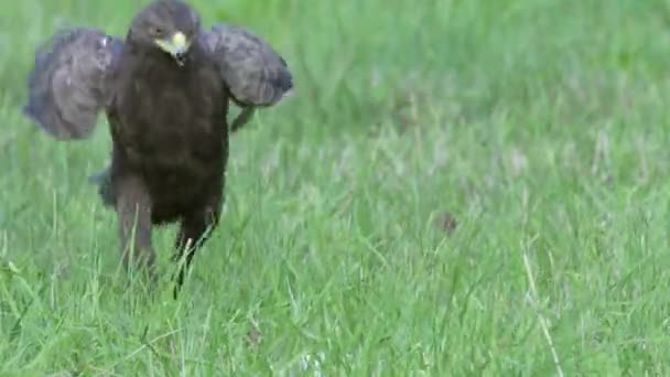 Kleiner Seeadler Aquila pomarina aus nächster Nähe im Sommer jagt am Boden — Stockvideo