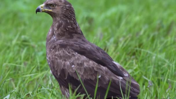 Lesser spotted eagle Aquila pomarina close up in spring is hunting on the ground — Stock Video