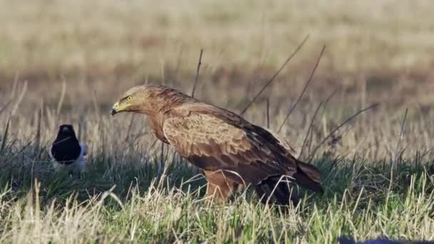 Mniejszy orzeł dostrzeżony Aquila pomarina wiosną na ziemi. Jedz zdechłego ptaka. — Wideo stockowe