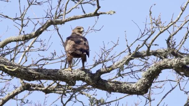 Lesser spotted eagle sitting in a tree and hunting. — Stock Video