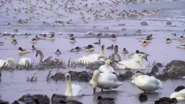Bir sürü kaz sürüsü, dilsiz kuğular, soğuk kış sabahları yüzen yaban ördekleri..